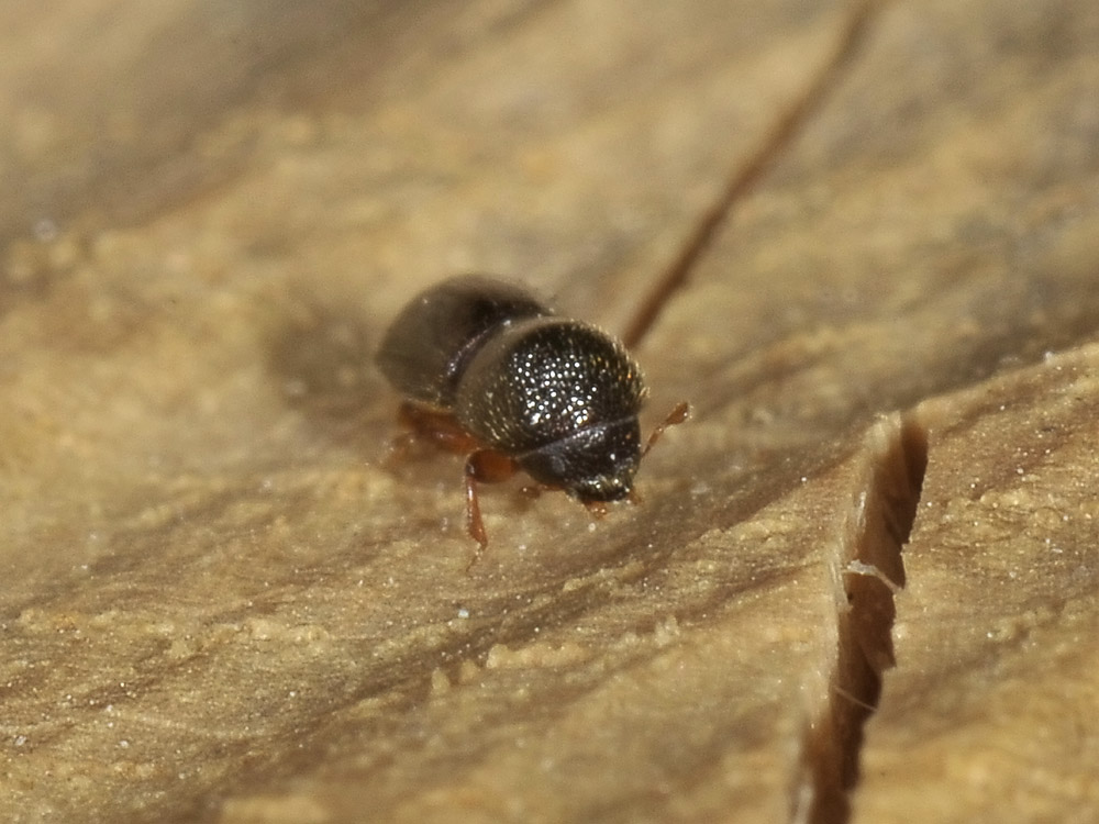 Xyleborus germanus (Scolytidae)